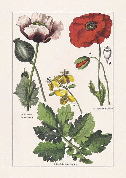 Papaveraceae, chromolithograph, published in 1895