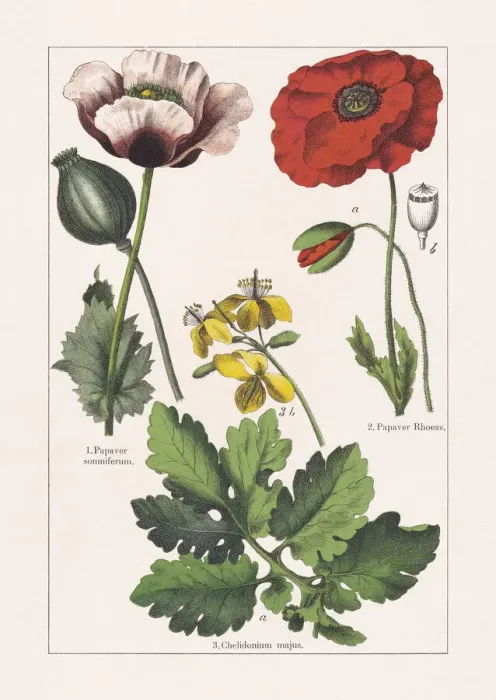 Framed Print : Papaveraceae, chromolithograph, published in 1895 Framed Print : Papaveraceae, chromolithograph, published in 1895