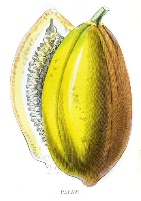 Framed Print : Papaya fruit engraving 1857 Framed Print : Papaya fruit engraving 1857