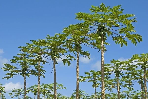 Papaya plantation, Big Island, Hawaii, United States