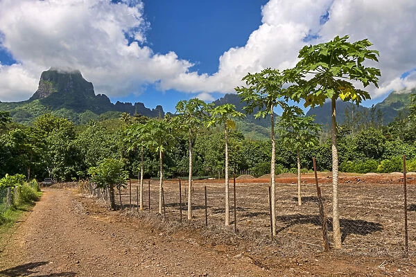 Papaya plantation, Mo orea, French Polynesia