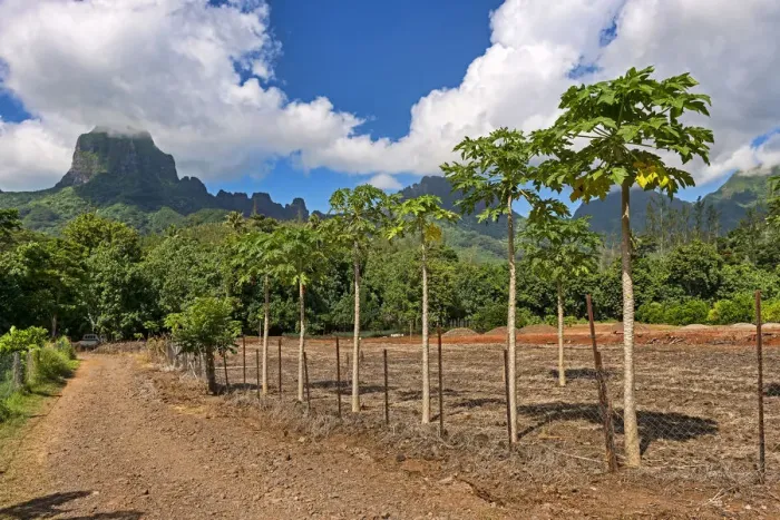 Framed Print : Papaya plantation, Mo orea, French Polynesia Framed Print : Papaya plantation, Mo orea, French Polynesia
