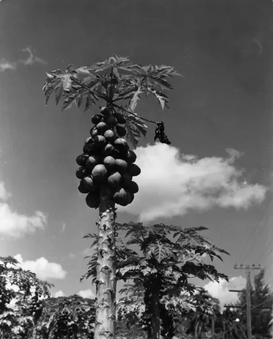 Framed Print : Papaya Tree