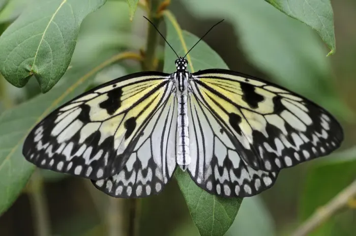 Framed Print : Paper Kite or Large Tree Nymph -Idea leuconoe-, tropical butterfly, Asia Framed Print : Paper Kite or Large Tree Nymph -Idea leuconoe-, tropical butterfly, Asia