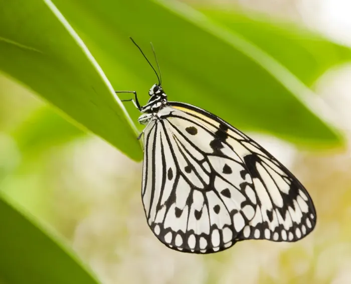 Framed Print : Paper Kite or Large Tree Nymph -Idea leuconoe-, captive, Thuringia, Germany