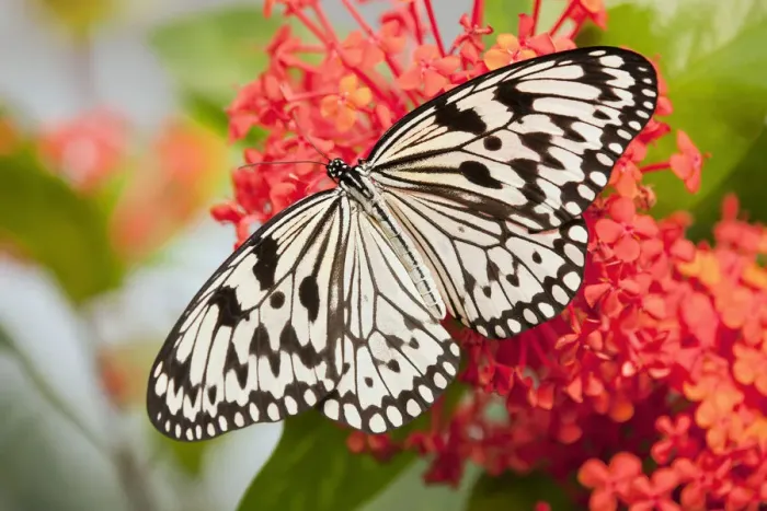 Framed Print : Paper Kite or Large Tree Nymph -Idea leuconoe-, captive, Thuringia, Germany