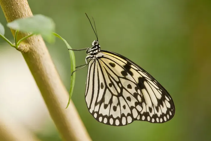 Framed Print : Paper Kite or Large Tree Nymph -Idea leuconoe-, captive, Thuringia, Germany Framed Print : Paper Kite or Large Tree Nymph -Idea leuconoe-, captive, Thuringia, Germany