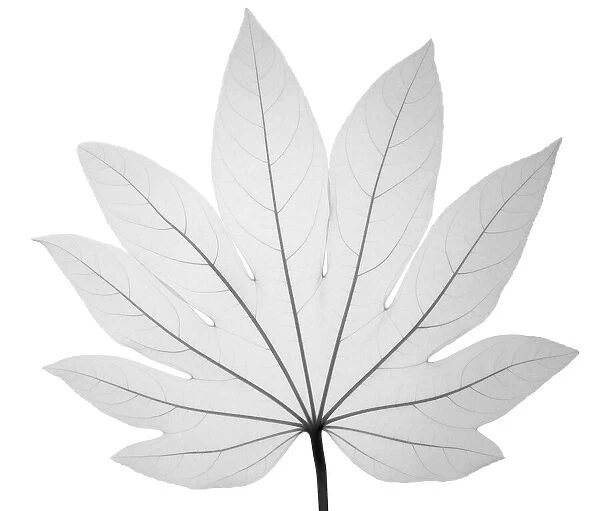 Paper plant (Fatsia japonica), X-ray