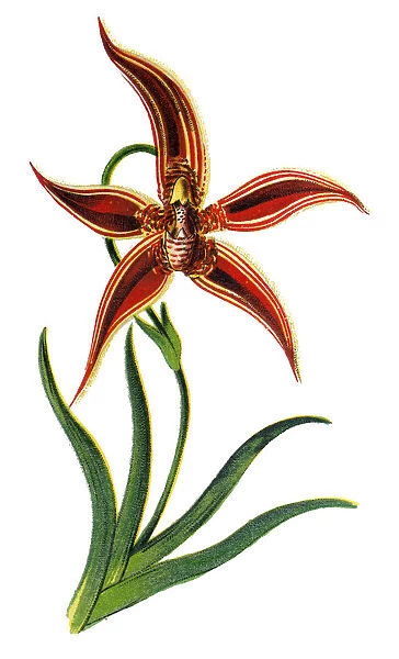 Paphinia cristata orchid