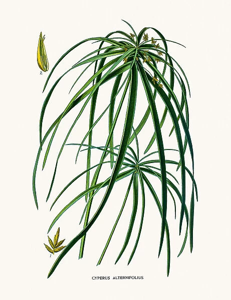 Papyrus house plant