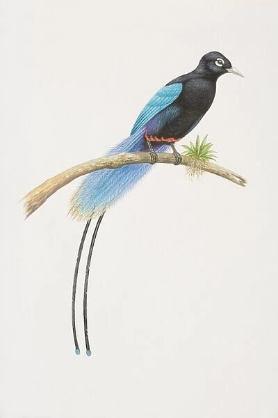 Paradisaea rudolphi, Blue Bird of Paradise perched on a tree branch