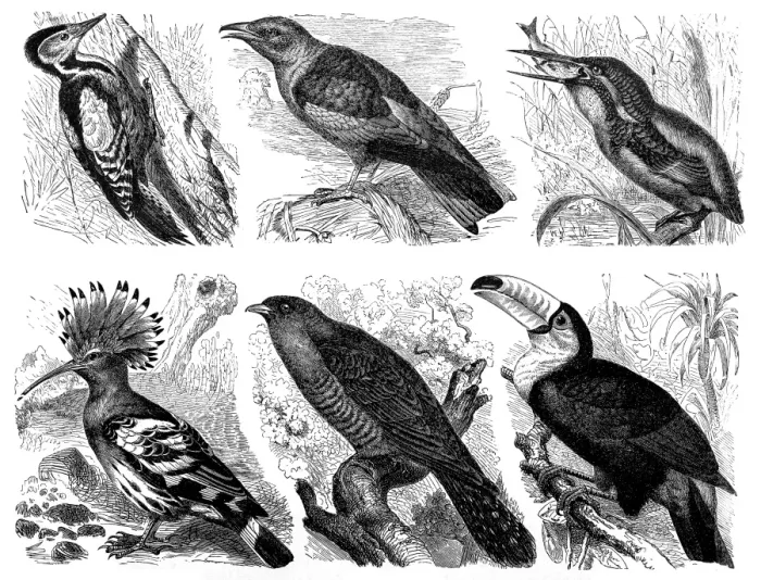 Framed Print : Paradise birds