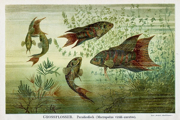 Paradise fish lithography 1895