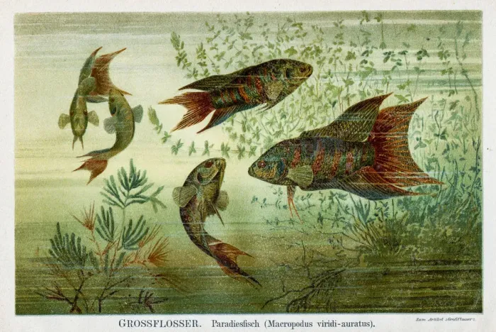 Framed Print : Paradise fish lithography 1895 Framed Print : Paradise fish lithography 1895