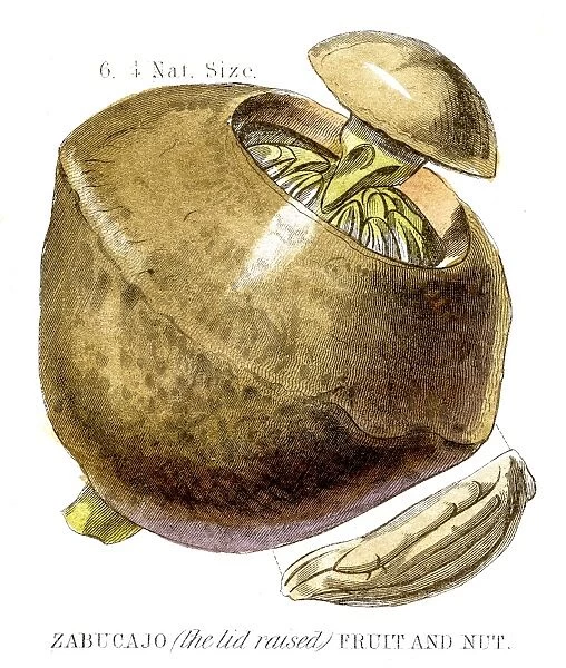 Paradise nut fruit engraving 1857