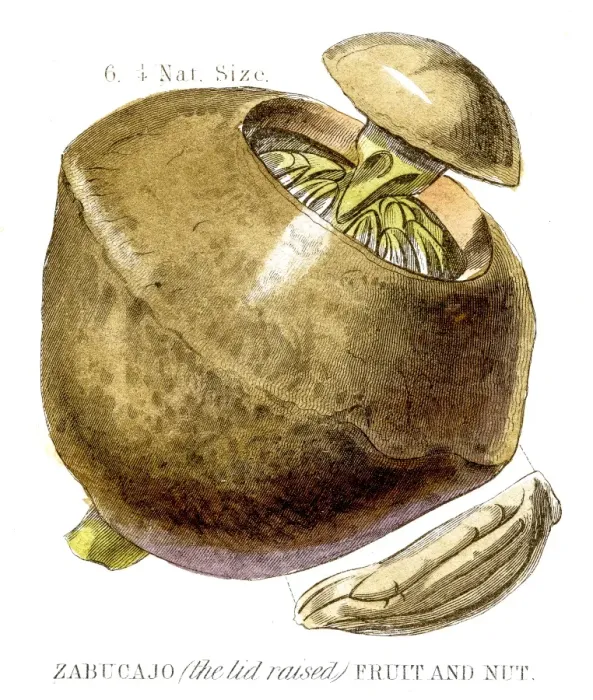 Framed Print : Paradise nut fruit engraving 1857 Framed Print : Paradise nut fruit engraving 1857