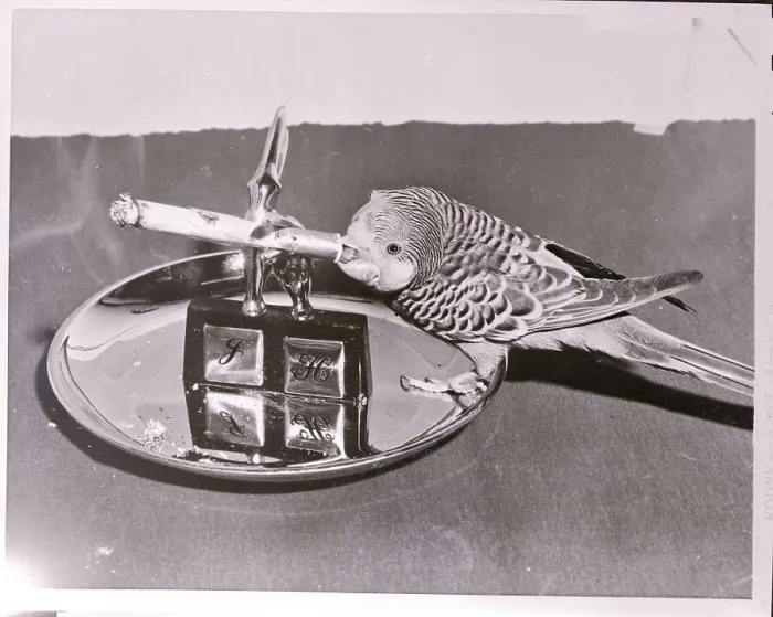 Framed Print : Parakeet Smoking