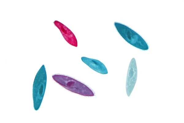 Paramecium -Paramecium-, dyed in different colours, permanent preparation, photomicrography