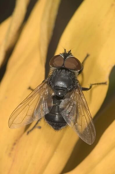 Parasitc fly -Elomya lateralis- on petal of Coneflower -Rudbeckia-, Untergroeningen, Baden-Wuerttemberg, Germany, Europe