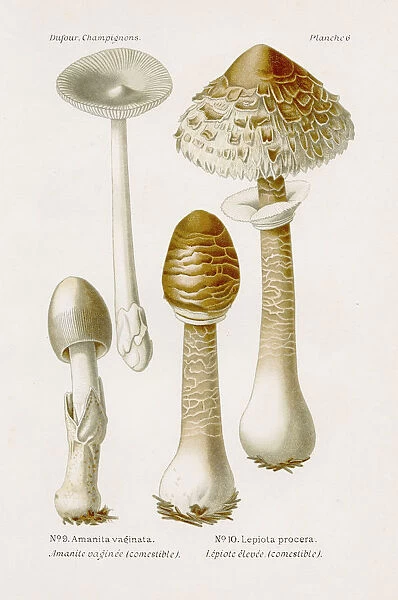 Parasol mushroom 1891