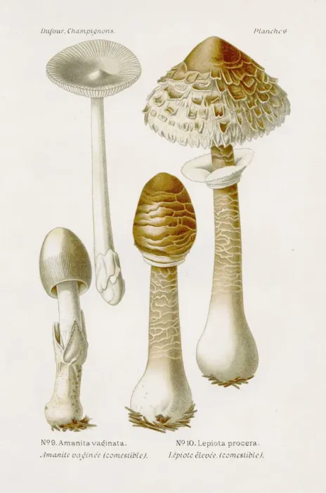 Framed Print : Parasol mushroom 1891 Framed Print : Parasol mushroom 1891