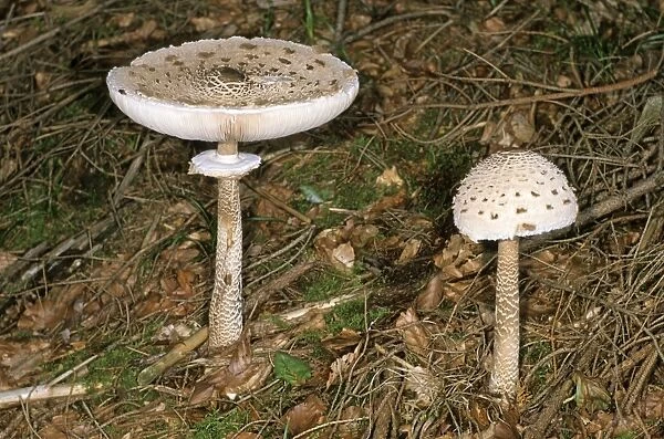 Parasol Mushroom (Macrolepiota procera)