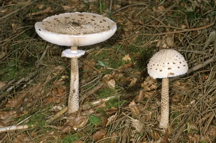 Framed Print : Parasol Mushroom (Macrolepiota procera) Framed Print : Parasol Mushroom (Macrolepiota procera)