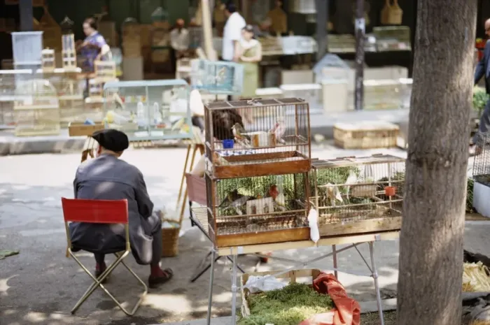 Framed Print : Paris Bird Market Framed Print : Paris Bird Market