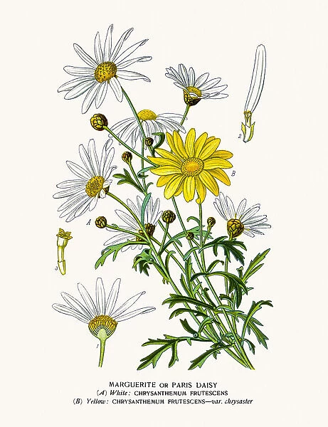 Paris daisy marguerite