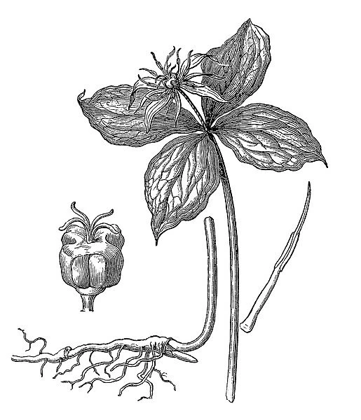 Paris quadrifolia, the herb-paris or true lovers knot
