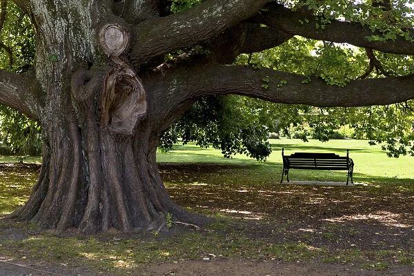 A park bench under a huge old elm -Ulmus glabra- in Hagley Park, Christchurch Central, Christchurch, Canterbury Region, New Zealand
