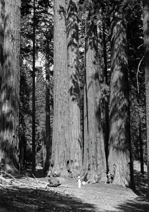 Framed Print : Parker Group, Sequoia National Park Framed Print : Parker Group, Sequoia National Park