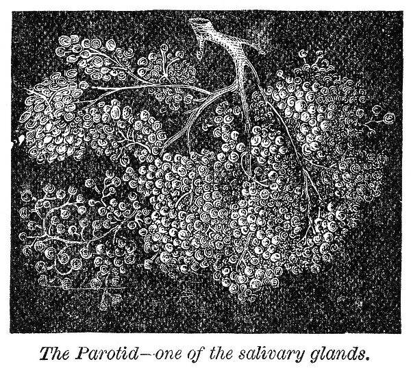Parotid - salivary gland engraving anatomy 1872