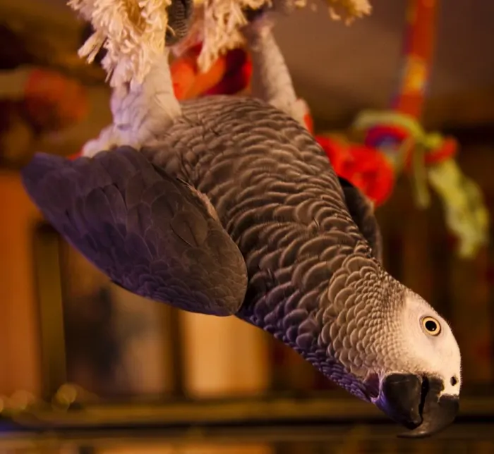 Framed Print : Parrot playing on swing Framed Print : Parrot playing on swing