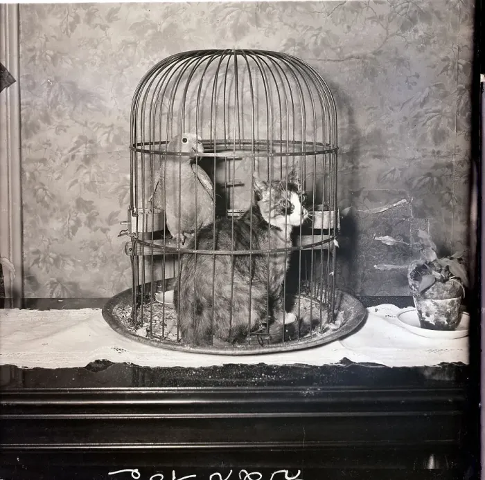 Framed Print : Parrot and Cat Seated in Cage