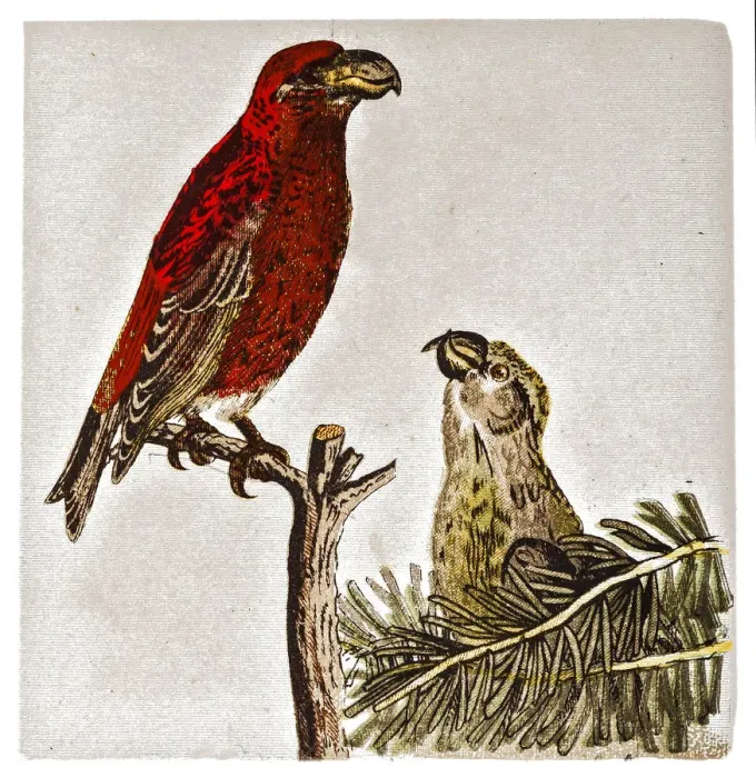 Framed Print : The parrot crossbill (Loxia pytyopsittacus) Framed Print : The parrot crossbill (Loxia pytyopsittacus)