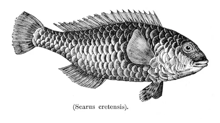 Framed Print : Parrot fish engraving 1897 Framed Print : Parrot fish engraving 1897