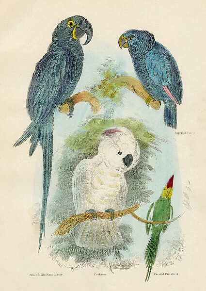 Parrot and macaws bird engraving 1893