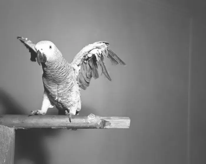Framed Print : Parrot sitting on stick, (B&W) Framed Print : Parrot sitting on stick, (B&W)