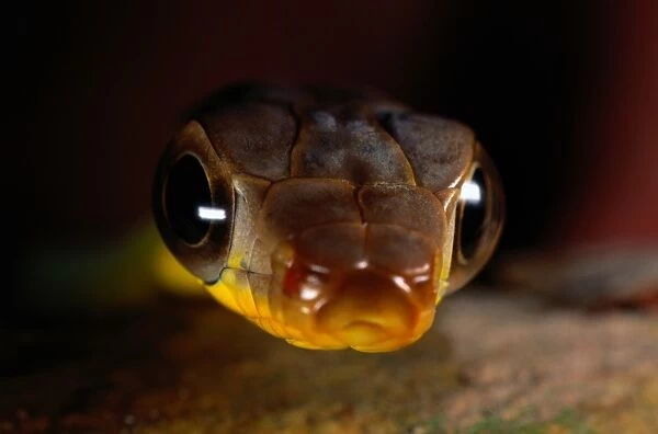 Parrot snake (Leptophis sp. ), close-up
