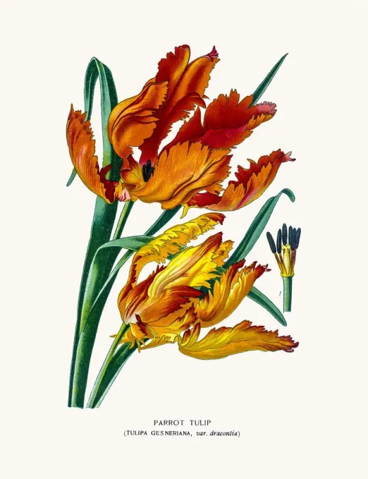 Framed Print : Parrot tulip Framed Print : Parrot tulip
