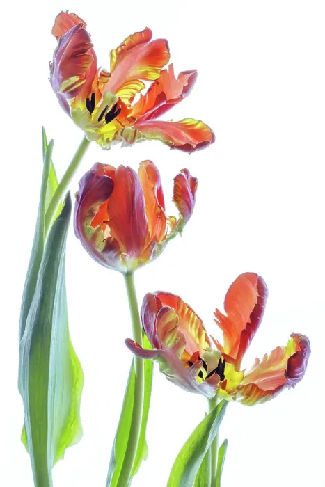 Framed Print : Parrot Tulip Framed Print : Parrot Tulip