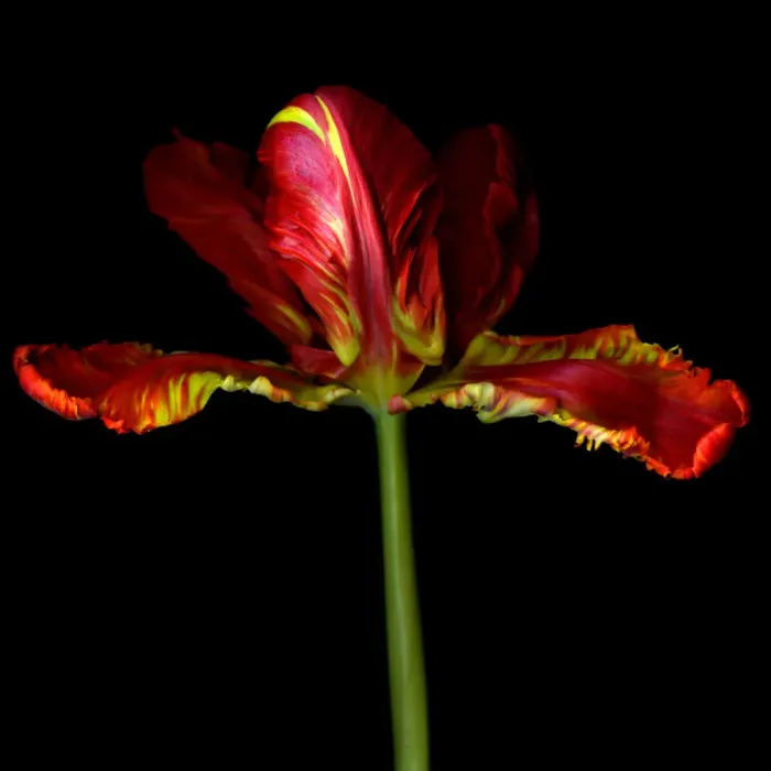 Framed Print : Parrot tulip flower Framed Print : Parrot tulip flower