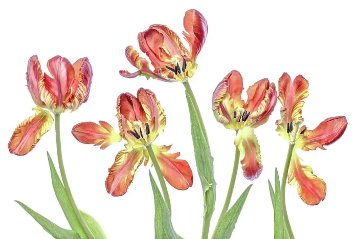 Framed Print : Parrot Tulips