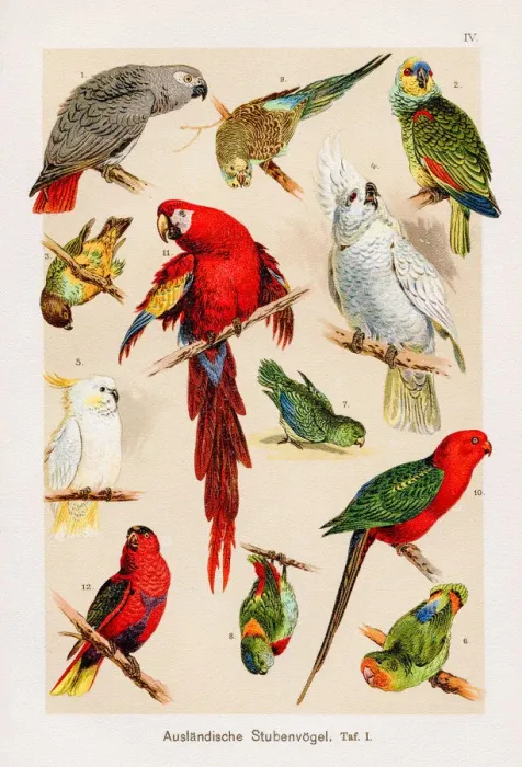 Framed Print : Parrots and Macaws Chromolithography 1899 Framed Print : Parrots and Macaws Chromolithography 1899