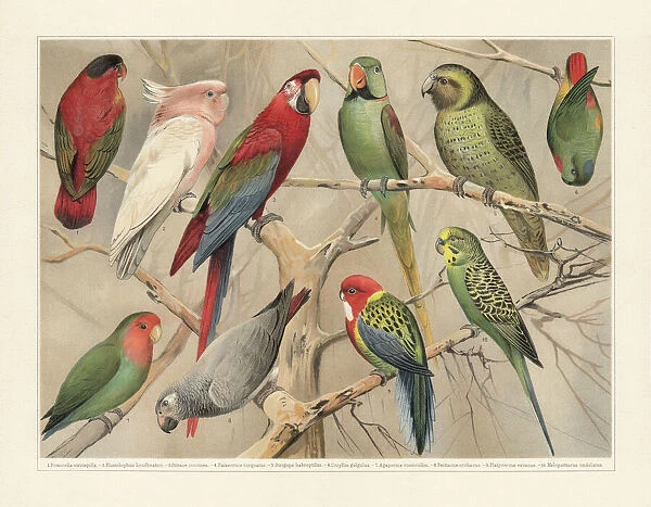 Parrots (Psittaciformes), chromolithograph, published in 1897