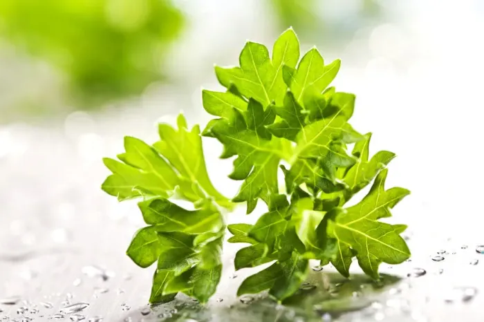 Framed Print : Parsley Framed Print : Parsley