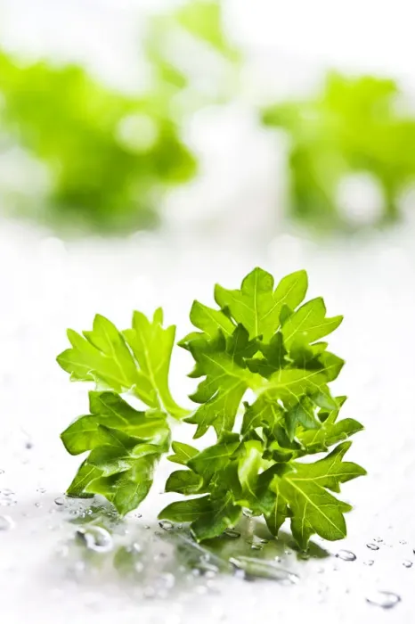 Framed Print : Parsley Framed Print : Parsley