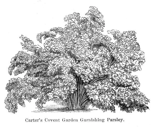 Parsley engraving 1874