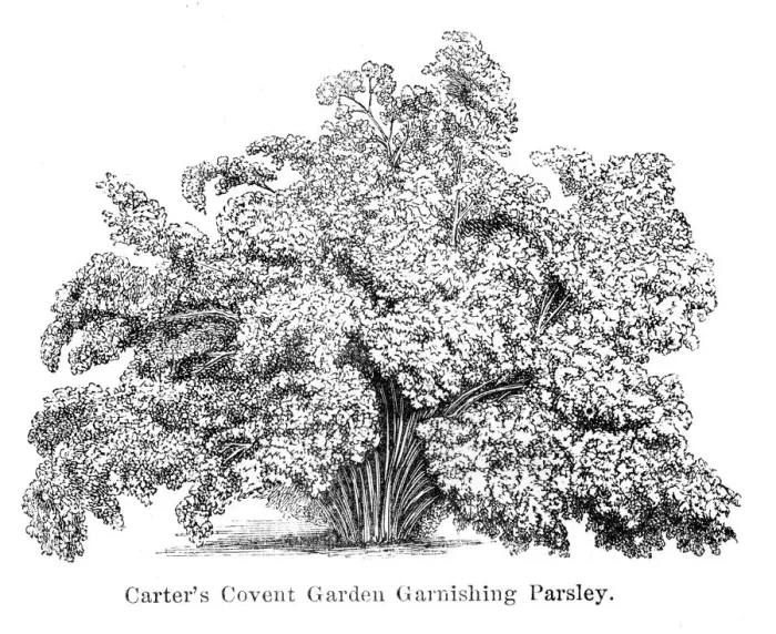 Framed Print : Parsley engraving 1874 Framed Print : Parsley engraving 1874